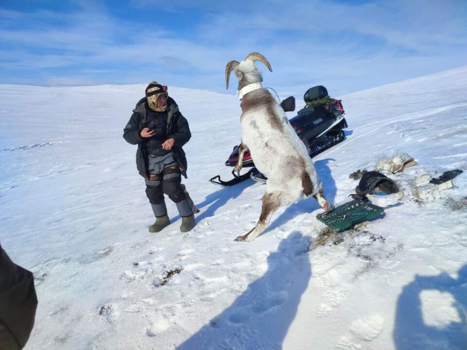 Отлов и отбор проб у барана Хараулаха